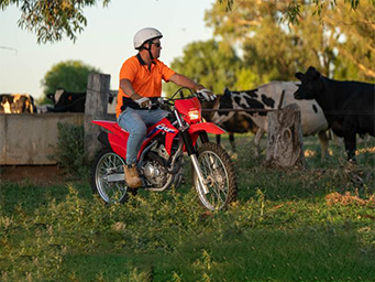 CRF250F for Sale at Virginia Honda in Virginia, Brisbane, QLD | Specifications and Review Information