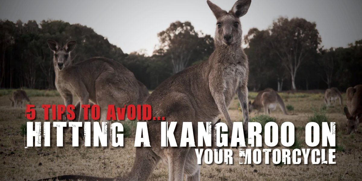 blog large image - 5 Tips To Avoid Hitting A Kangaroo On Your Motorcycle