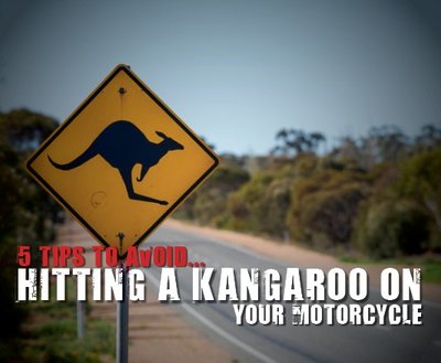 5 Tips To Avoid Hitting A Kangaroo On Your Motorcycle image